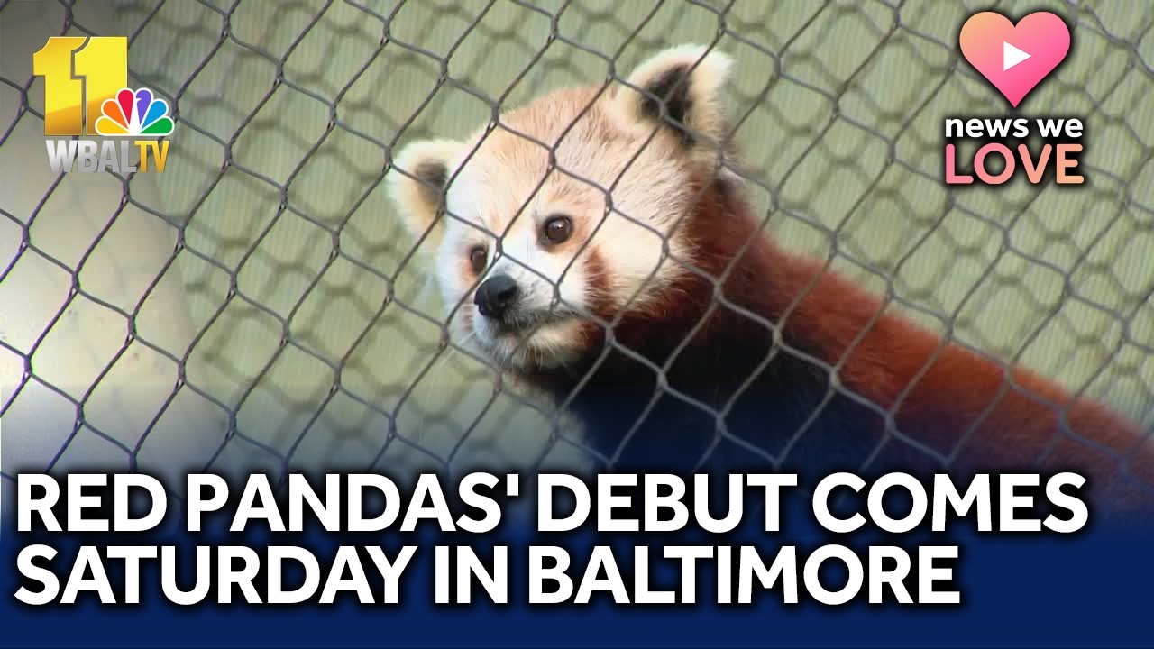 Red pandas emerge for first time from quarantine - YouTube
