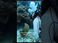 giant moral eel#wildlife