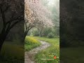 Spring Rain Garden Window | Relaxing Rain Sounds #shorts #relax #nature #rain #rainsounds #garden