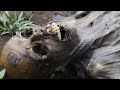 The fascinating process of human decomposition