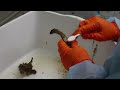 The fascinating process of human decomposition