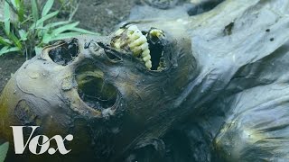 The fascinating process of human decomposition
