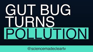 Gut bug turns pollution into inflammation — depression link