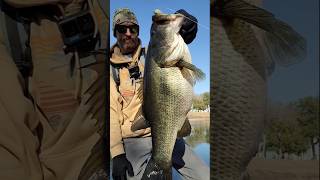 Giant one choked the bucca burrito #swimbaitjunkies #daiwa