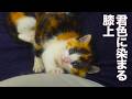 ミケトラ幼猫4匹、膝上を3色に染め上げる The colorful kitties on my lap