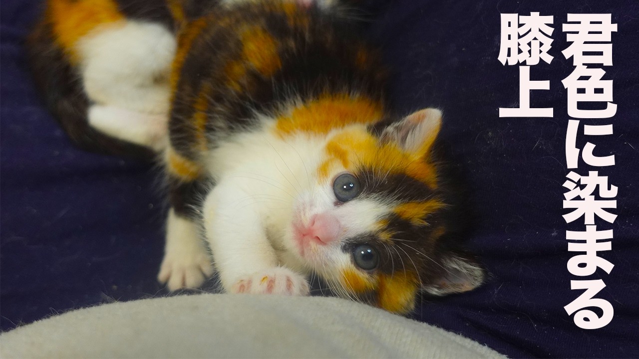 ミケトラ幼猫4匹、膝上を3色に染め上げる The colorful kitties on my