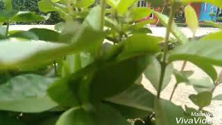 Filem Danareja Slapi Epsd