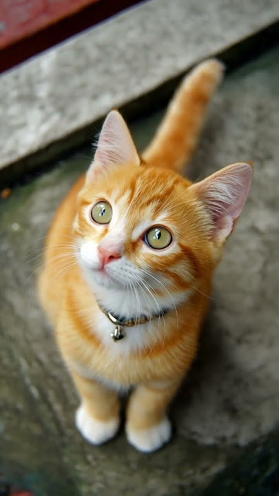 anak kucing yang lucu
