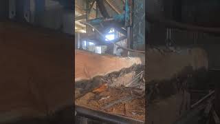 macrocarpa in sawmill breaking down on a headrig bandmill in feilding nz