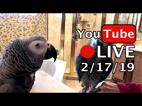 🔴🐦einstein-parrot-live!-2/17/19