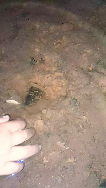 Desperately catching a stealth eel coming out of a hole, horrifying results #videoshorts #horror ...