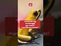 ക്യൂട്ട് ആണെന്ന് കരുതി തൊട്ടാൽ മരണം ഉറപ്പ്! ☠️🐸 most venomous animal #poisonfrog #goldendartfrog
