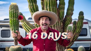 The Mysterious Journey of The Spaghetti Cactus 🌵