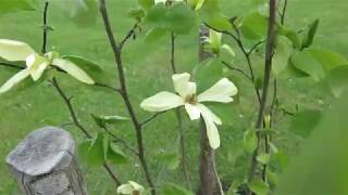 Magnolia 'Solar Flair' šácholan (M. Woodsman' x M. 'Goldstar')  pamětní stromek