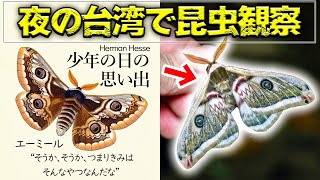 Searching for a species closely related to Emil's peacock moth in
