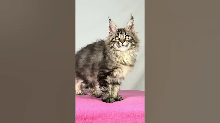 Video 11837621: tabby maine coon kitten, tabby maine coon female, black tabby maine coon, maine coon kitten meets