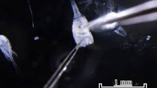 Dissection of a cyclopoid copepod