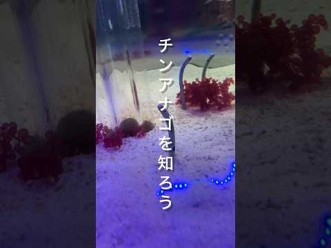 【滑川市】チンアナゴを知ろう|ほたるいかミュージアム サムネイル