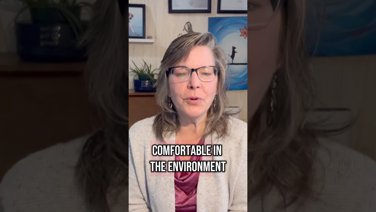 Giving dogs choices can reduce stress and anxiety. 