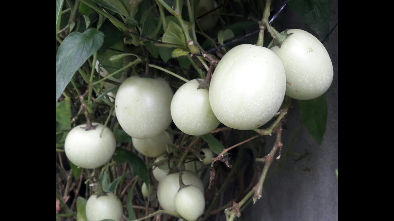 Pepino Melon Fruits in Nepali Garden YouTube