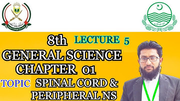 8th class | General Science | Spinal Cord & Peripheral Nervous System