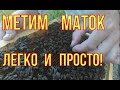 Как и чем пометить маток.