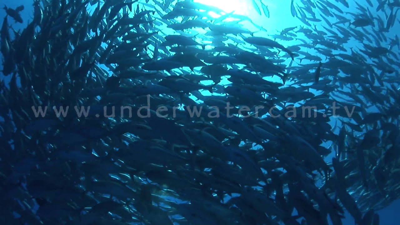 Big eye jack fish in backlight, stock footage: sun018