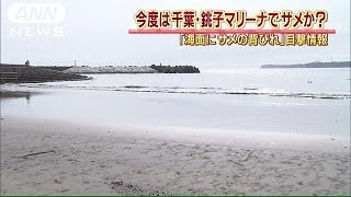 海面にサメの背びれ・・・今度は銚子マリーナで目撃情報(15/08/19)