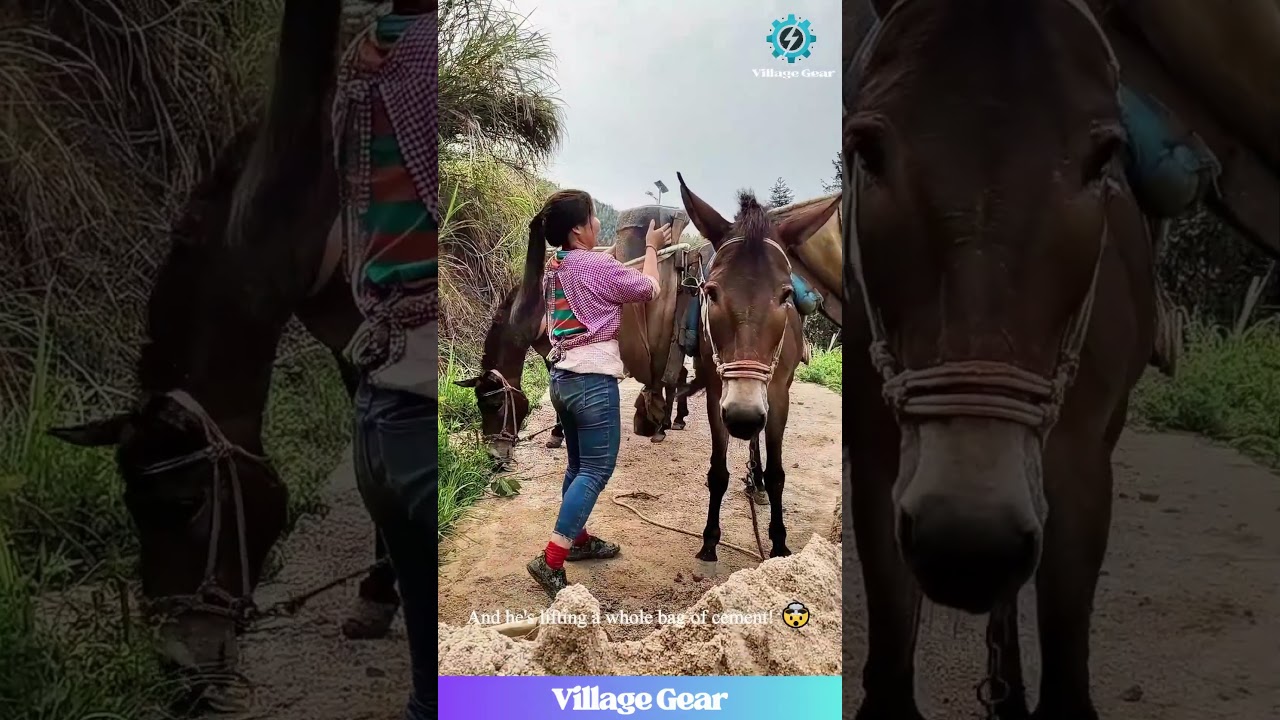 These Mules are the HARDEST Workers on the Planet! 💪 And the People are Even Tougher! 