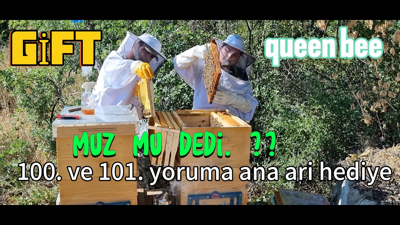 ANA ARI BÖLME (KAPSAMLI) HEDİYE VAR  ERCAN ÖZVATAN
