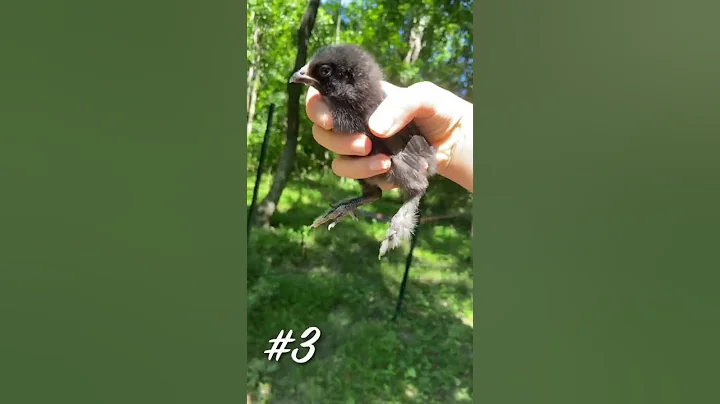 Hen or Roo? Guess The Gender of my Chicks!