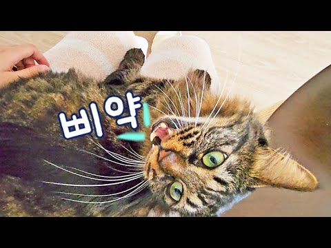 원하는 게 있으면 아기고양이처럼 우는 <strong>칡</strong>