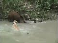 wild boar hunting with dogs Dogo Argentino