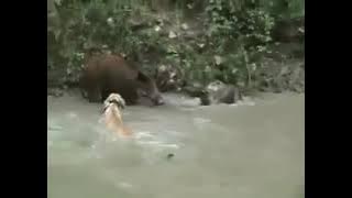 wild boar hunting with dogs Dogo Argentino