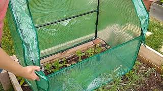 Gardenline Mini Drop Over Greenhouse