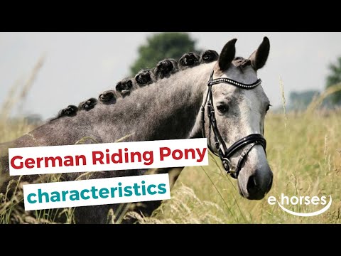 Video: German Riding Pony Horse Breed Hypoallergenic, Health And Life Span