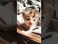 simba 🐱// #shorts #viral #cat #subscribe