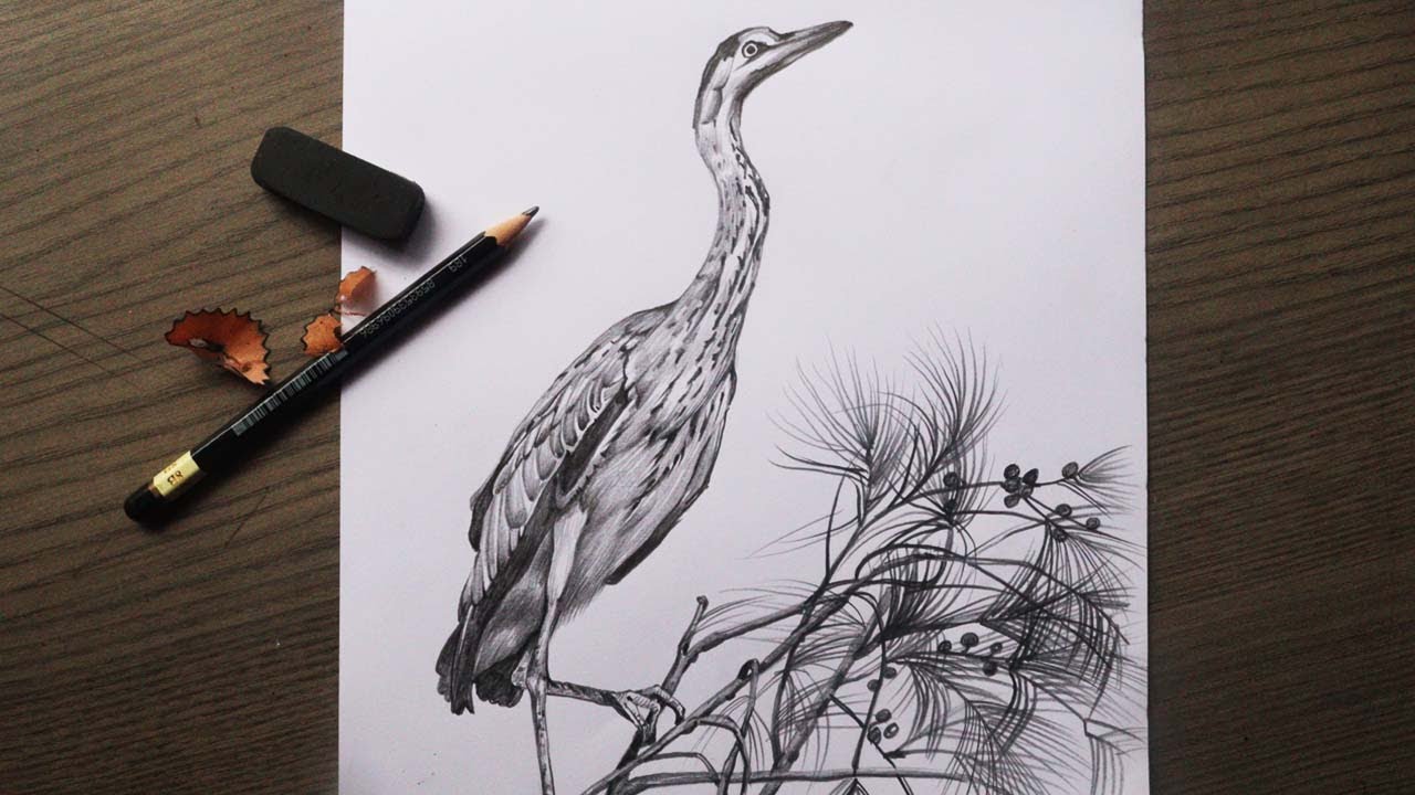 Heron Drawing in Pencil How to Draw a Heron Bird Pencil Sketch