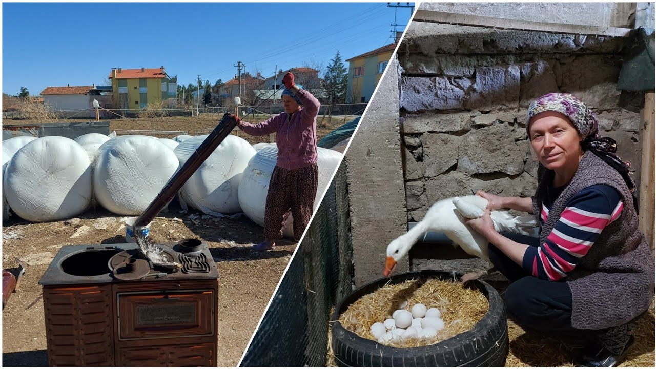 GURK KAZ, KULUÇKAYA NASIL YATIRILIR❗🦢 KUZİNE SOBAMI TEMİZLEDİM✅