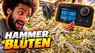 Grow Update with the Spider Farmer GGS Controller in the 90x90 tent