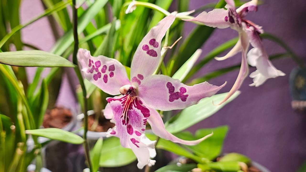 Aliceara Peggy Ruth Carpenter. Все секреты ухода + Как правильно делить орхидеи #orchid #орхидеи