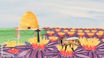 RoboBees to the Rescue | NOVA