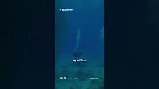 Teknologi akustik laut? Gimana tuh? Coba simak. 😁