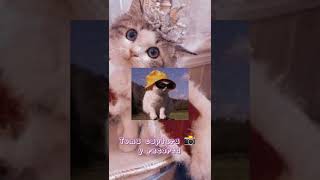 Fotos de perfil de gatitos aesthetic 🐈🐾✨