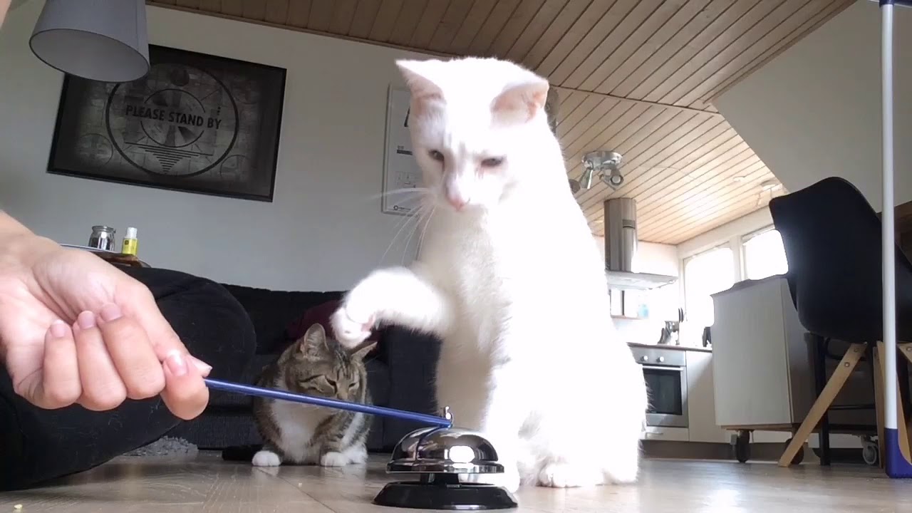 Clickertraining deaf cats to ring a bell YouTube