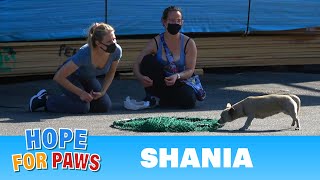 Owner Abandons A Dog With All Her Belongings In An Industrial Area.