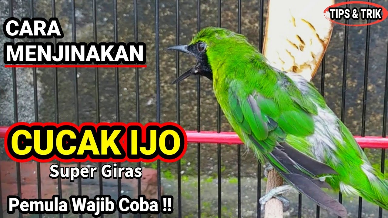 How to Tame a Green Magpie Robin Using Forest-Caught Ingredients 🐦