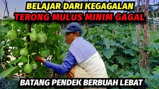How to grow eggplant salad from seed to harvest | Eggplant salad