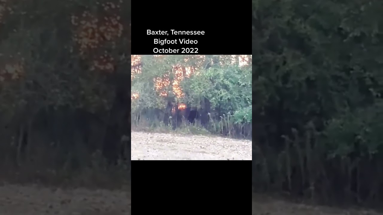 Is this Bigfoot? Baxter, Tennessee Bigfoot Sighting video #shorts #bigfoot