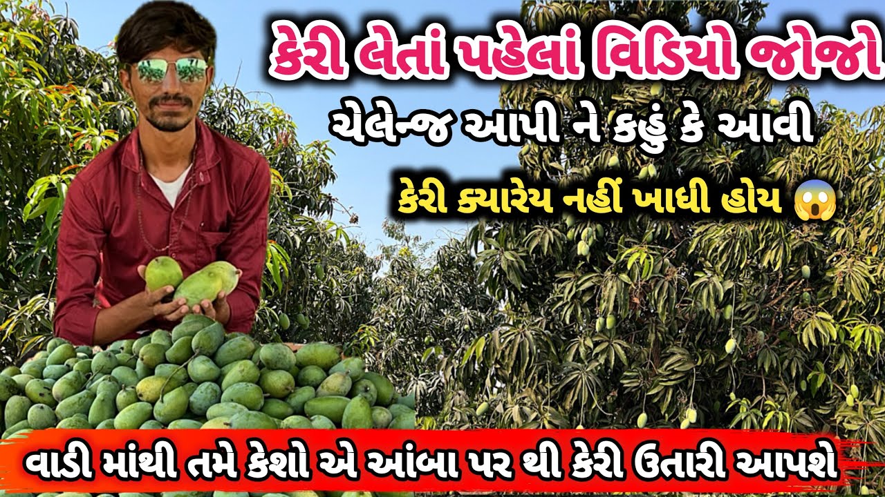 કેસર કેરી | કેસર કેરી નો ભાવ | કેસર કેરી ની ખેતી | કેસર કેરી ની કલમ | Kesar Keri 2025 | Kesar Keri